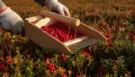 Cranberrys Ernte: Süß-sauer zum Erfolg