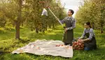 Das Erntetuch: Effizient und Schonend Ernten
