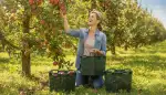 Der perfekte Erntekorb für Ihre Obsternte