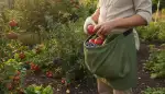 Ernteschürze: Ihr praktischer Helfer