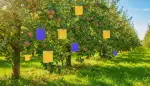 Klebende Helfer: Obstbäume schützen mit Gelbtafeln