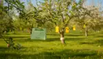 Pheromonfallen: Obstbäume natürlich schützen