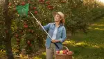 Schonend ernten: Teleskop-Obstpflücker optimal nutzen