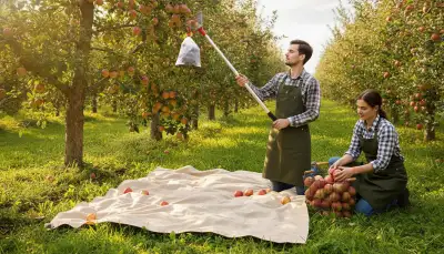 Das Erntetuch: Effizient und Schonend Ernten