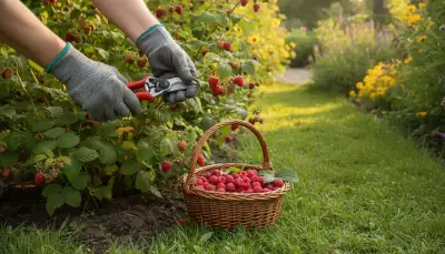 Effizient Beeren ernten: Ihr idealer Beerenpflücker