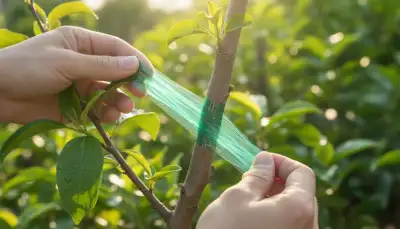 Obstbaum veredeln: Erfolg mit Veredelungsband