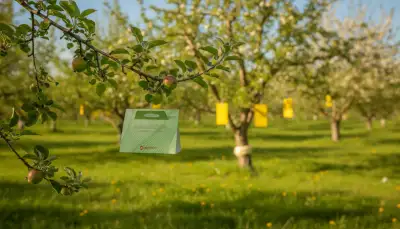 Pheromonfallen: Obstbäume natürlich schützen